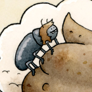 Dung Beetles