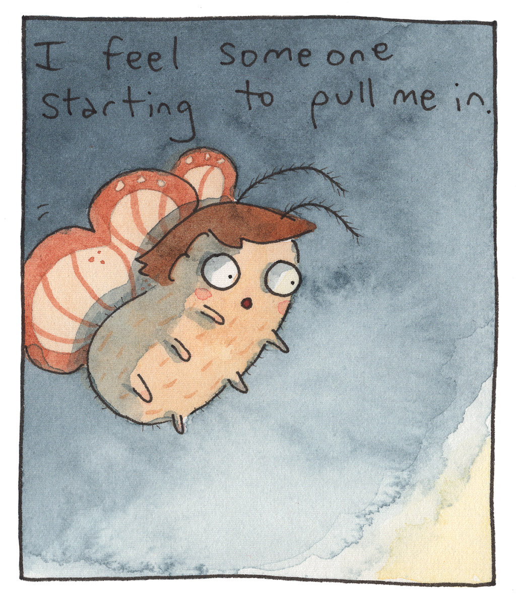 562-D-Moth