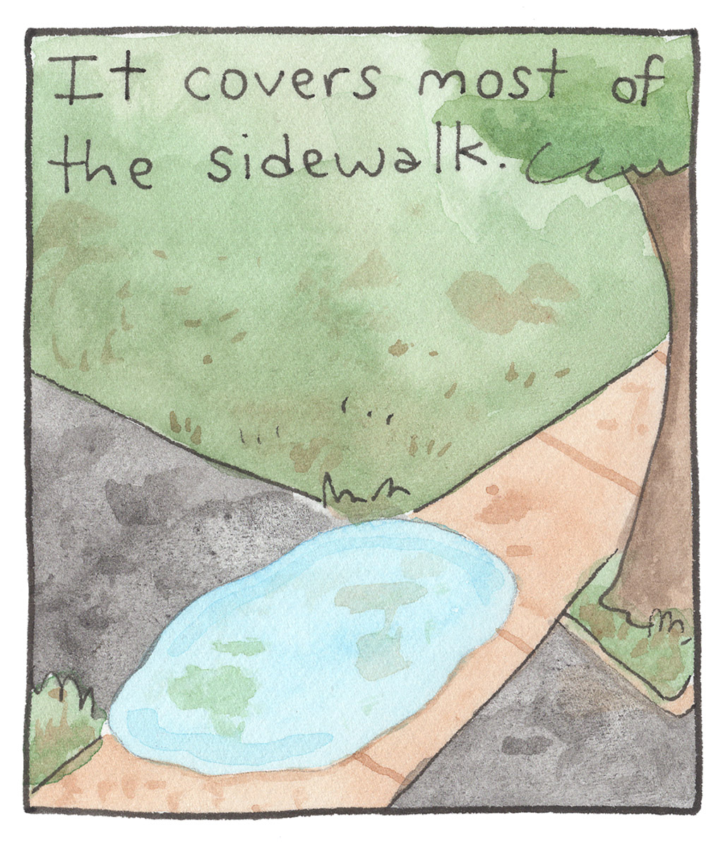894-C-DrivewayPuddle