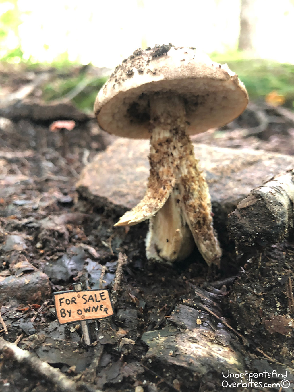 Mushroom House2