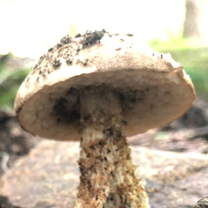Mushroom House 2