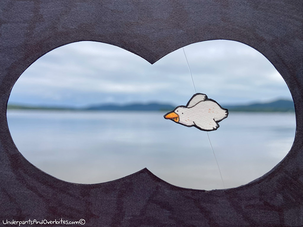 Seagull