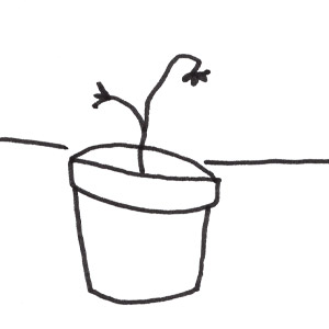 Pine Tree
